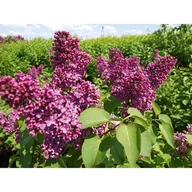 Kwiaty doniczkowe - Syringa miniatura, wys.20-30 cm, don.2 l - miniaturka - grafika 1