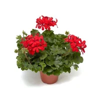 Kwiaty doniczkowe - Pelargonia Super Cascade - miniaturka - grafika 1