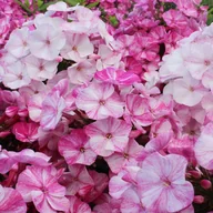 Nasiona i cebule - Phlox Płomyk Freckle Red Shades 1 szt kłącza - miniaturka - grafika 1