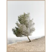 Obrazy i zdjęcia na płótnie - Obraz w drewnianej ramie 30 x 40 cm Drzewo Oliwkowe - miniaturka - grafika 1