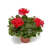 Kwiaty doniczkowe - Pelargonia Super Cascade - miniaturka - grafika 1