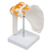 Mały naukowiec - Model Stawu Barkowego - miniaturka - grafika 1