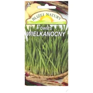 Nasiona i cebule - Owies Wielkanocny 10 g - miniaturka - grafika 1