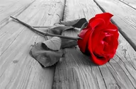 Fototapety - Nice Wall Róża na pomoście - fototapeta FS0046 - miniaturka - grafika 1