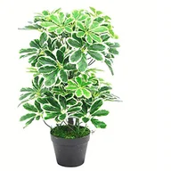 Sztuczne drzewka - Leaf Arboricola Scztuczna Roślina, Tworzywo Sztuczne, Wielokolorowy, 55cm - miniaturka - grafika 1