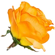 Sztuczne kwiaty - [w04200] Róża główka 9cm morelowo-żółta - miniaturka - grafika 1