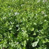 Nasiona i cebule - Rzodkiew oleista przedplon i poplon nasiona 1 kg - miniaturka - grafika 1