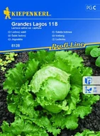 Nasiona i cebule - Sałata Lodowa Great Lakes – Kiepenkerl - miniaturka - grafika 1