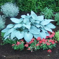 Nasiona i cebule - Hosta Funkia Canadian Blue 1 szt byliny - miniaturka - grafika 1