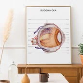 Obrazy i zdjęcia - Plakat Budowa Oka - miniaturka - grafika 1