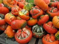 Nasiona i cebule - DYNIA OZDOBNA TURECKI TURBAN CUCURBITA PEPO 6 NASI - miniaturka - grafika 1