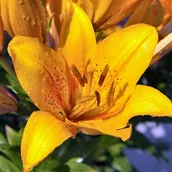 Nasiona i cebule - Lilia azjatycka Cordelia 1 szt. cebule cebulki lilii lilie - miniaturka - grafika 1