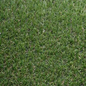 Trawy i trawniki - Sztuczna Trawa Bolonia 2M - miniaturka - grafika 1