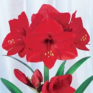 Nasiona i cebule - Hippeastrum Amarylis Red Lion 1 szt Cebula - miniaturka - grafika 1