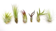 Kwiaty doniczkowe - Tillandsia ZESTAW  x 6 szt,  NA START - miniaturka - grafika 1
