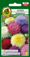 Nasiona i cebule - Aster pomponowy mieszany 0,8 g PNOS - miniaturka - grafika 1