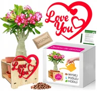 Nasiona i cebule - PREZENT NA DZIEŃ KOBIET RÓŻA PUSTYNI Zestaw do uprawy SERCE Dla Niej Niego - miniaturka - grafika 1