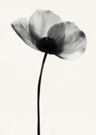 Plakaty - Plakat Czarno-biały półprzezroczysty kwiat na białym tle - miniaturka - grafika 1
