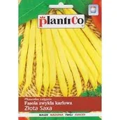 Nasiona i cebule - Plantico Fasola szparagowa żółta Złota Saxa - miniaturka - grafika 1
