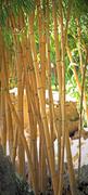 Fototapety - Las Bambusowy - Bamboo - fototapeta - miniaturka - grafika 1