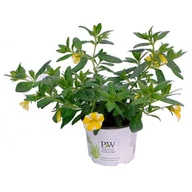 Kwiaty doniczkowe - Calibrachoa Superbells® niebieski wys. 30 cm don. 10 cm - miniaturka - grafika 1
