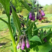 Nasiona i cebule - Żywokost lekarski - miniaturka - grafika 1