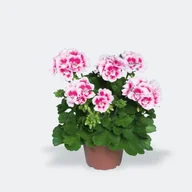 Kwiaty doniczkowe - Pelargonia rabatowa Americana White Splash - miniaturka - grafika 1