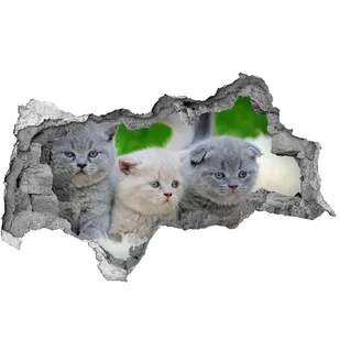 Dziura 3d fototapeta naklejka Trzy koty na kocu - Fototapety - miniaturka - grafika 1