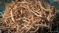 Herbata - Żeń-szeń (panax ginseng) 25 g korzeń certyfikat - miniaturka - grafika 1