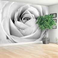 Fototapety - Fototapeta Biała róża - miniaturka - grafika 1