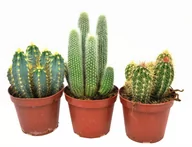 Kwiaty doniczkowe - Kaktusy kolumnowe, zestaw 3 szt P12 - miniaturka - grafika 1