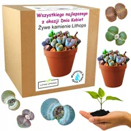 Nasiona i cebule - Zestaw Uprawy Żywe Kamienie prezent Dzień Kobiet - miniaturka - grafika 1