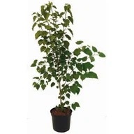 Sadzonki drzew krzewów - Kolekcja drzew 150-200 cm C5 - miniaturka - grafika 1