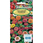 Nasiona i cebule - CYNIA KARŁOWA THUMBELINA - miniaturka - grafika 1