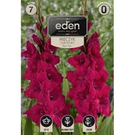 Nasiona i cebule - Mieczyk Plum Tart 7 sztuk Eden - miniaturka - grafika 1