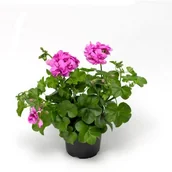 Kwiaty doniczkowe - Pelargonia bluszczolistna Amelit - miniaturka - grafika 1
