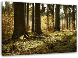Obraz na płótnie, Las mgła krajobraz 100x70 - Obrazy i zdjęcia na płótnie - miniaturka - grafika 1