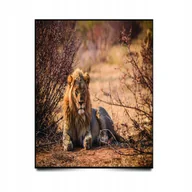 Puzzle - PUZZLE Pejzaż Krajobraz Afryka Lew A3 252 el z Nadrukiem + IMIĘ Pudełko - miniaturka - grafika 1