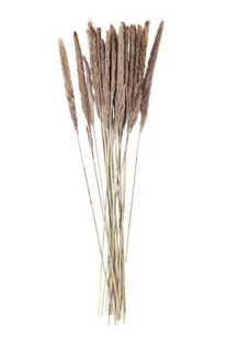 Madam Stoltz - Suszone kwiaty Miscanthus Floridulus - Sztuczne kwiaty - miniaturka - grafika 1