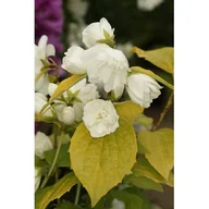 Kwiaty doniczkowe - Jaśminowiec 'Yellow Hill' - miniaturka - grafika 1