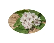 Pasze dla zwierząt - Prawoślaz EQUIHERBS ziele 500g - miniaturka - grafika 1