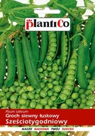 Nasiona i cebule - Plantico Groch konserwowy Sześciotygodniowy - miniaturka - grafika 1