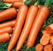 Nasiona i cebule - Nasiona Marchew Flakkese2-Flacoro 5G. Spójnia - miniaturka - grafika 1