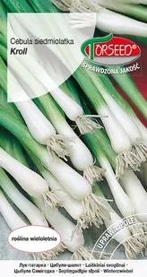 Nasiona Cebula Siedmiolatka Kroll 0,5g - Torseed - Nasiona i cebule - miniaturka - grafika 1