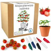 Nasiona i cebule - Prezent dla dzieci zestaw mały ogrodnik roślinka - miniaturka - grafika 1