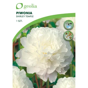 Piwonia Shirley temple 1szt. cebulki kwiatów Geolia - Nasiona i cebule - miniaturka - grafika 1