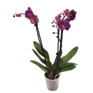 Kwiaty doniczkowe - Storczyk 2-pędowy wys. 60 cm don. 12 cm - miniaturka - grafika 1