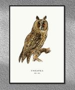 Plakaty - Plakat Sowa uszatka, grafika ze starego Atlasu Ptaków 21x30 (A4) / DodoPrint - miniaturka - grafika 1