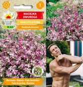 Nasiona i cebule - Toraf KWIATY Maciejka nasiona 3g 00264 - miniaturka - grafika 1