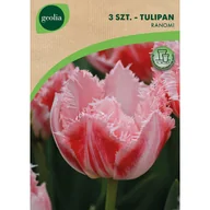 Nasiona i cebule - Tulipan Ranomi 11/12 3szt. Cebulki kwiatów Geolia - miniaturka - grafika 1